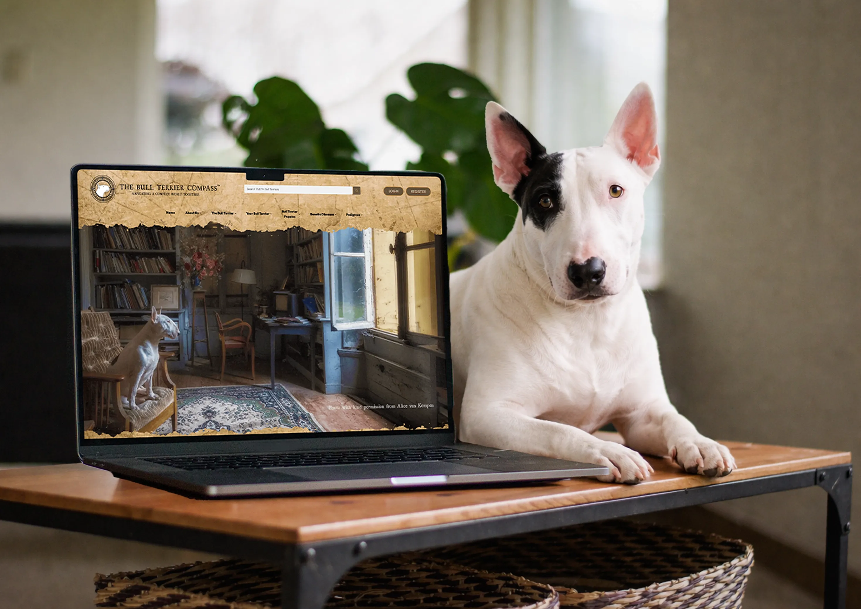 The Bull Terrier Compass
