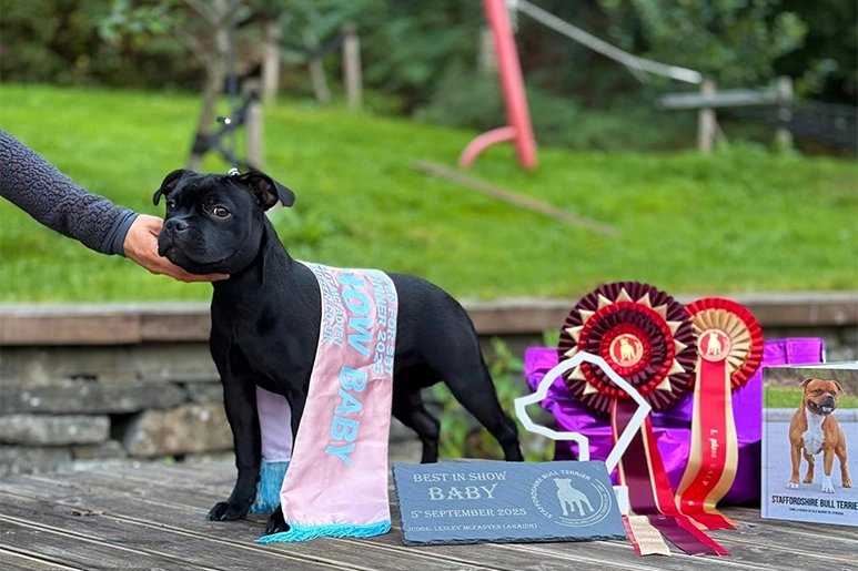 Norway SBT Breed Excellence